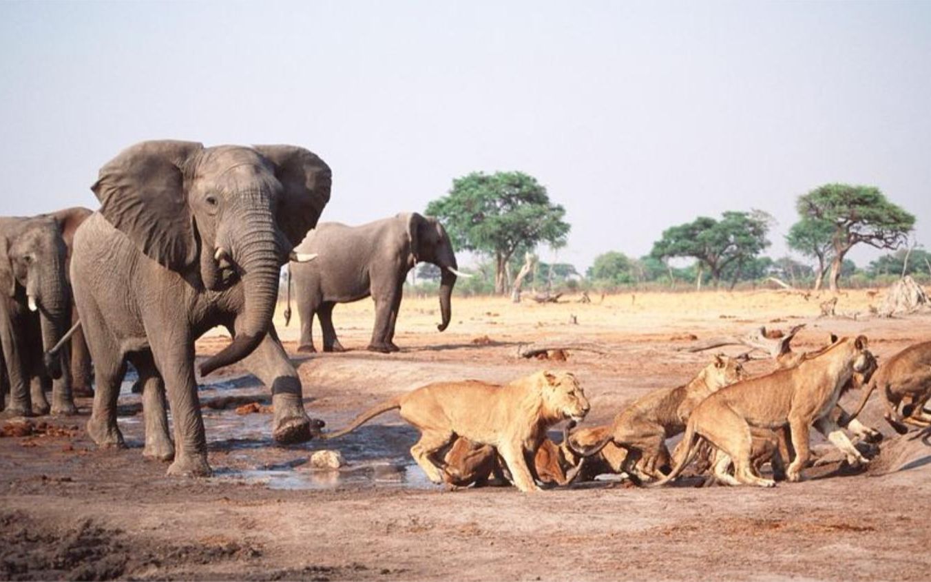 非洲草原上最强悍的动物:看上去非常安静,但狮子鳄鱼都不敢招惹