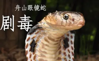 见蛇不打三分罪？让我们来看看舟山眼镜蛇怎么说