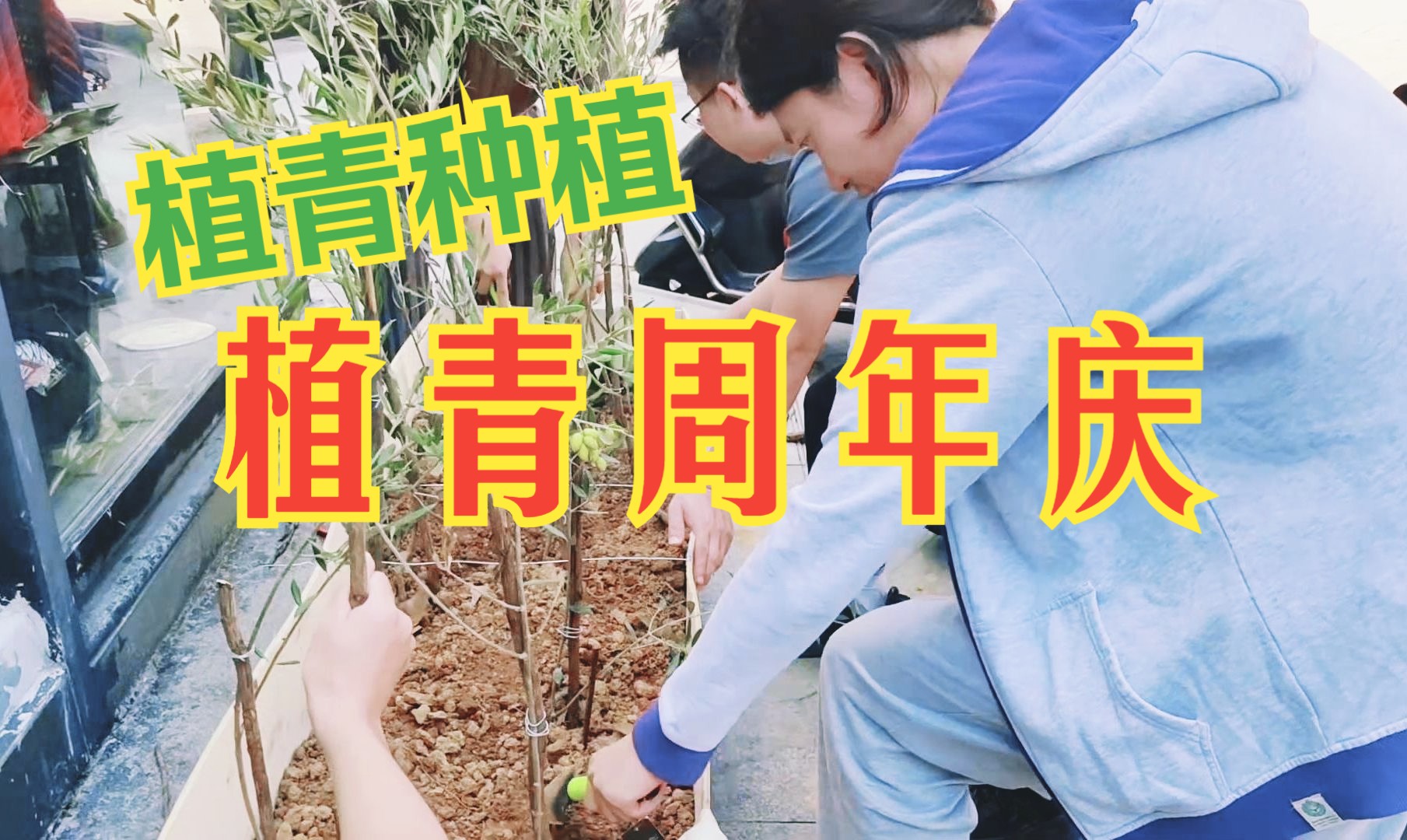 【植青周年庆】植青种植:一起松土为橄榄树,打造美丽门店环境!哔哩哔哩bilibili