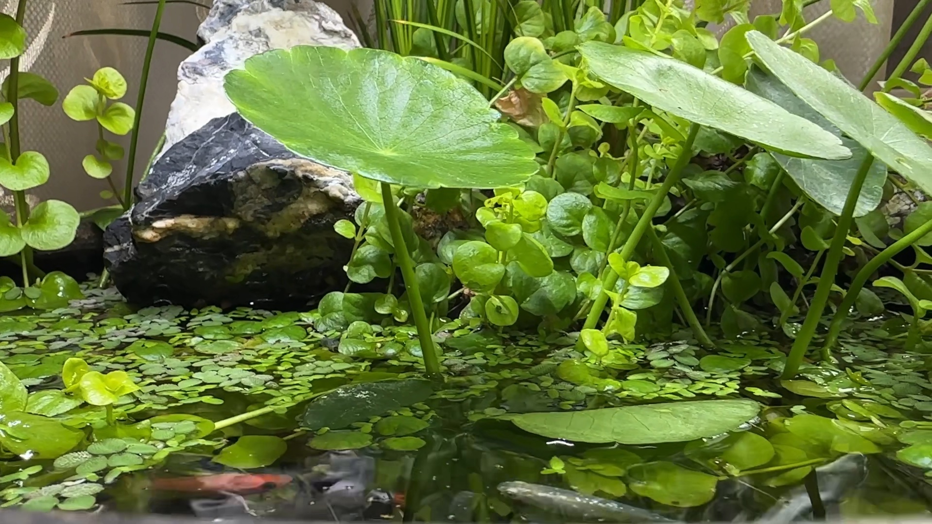 观背青鳉生态缸