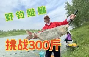 Скачать видео: 野钓鲢鳙也疯狂，挑战半天300斤