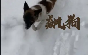 冬·雪地飙狗！