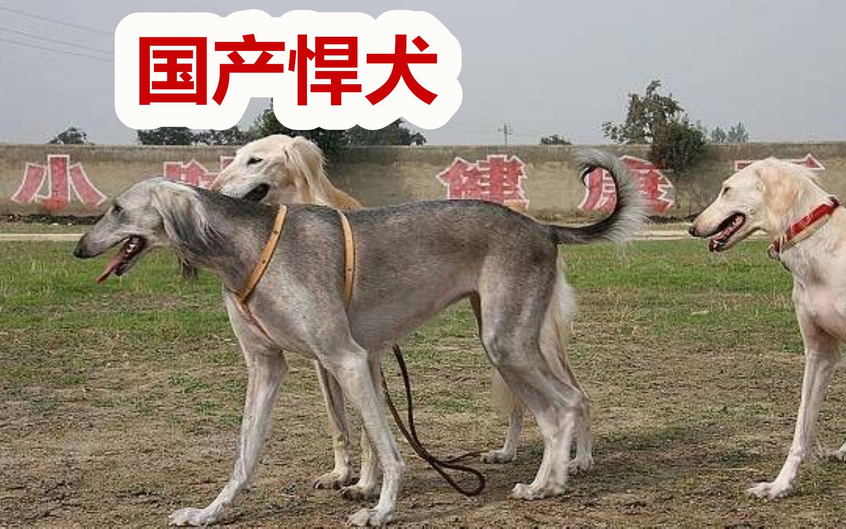 速度最快的国产猎犬乾隆御用细犬现在的命运太可怜