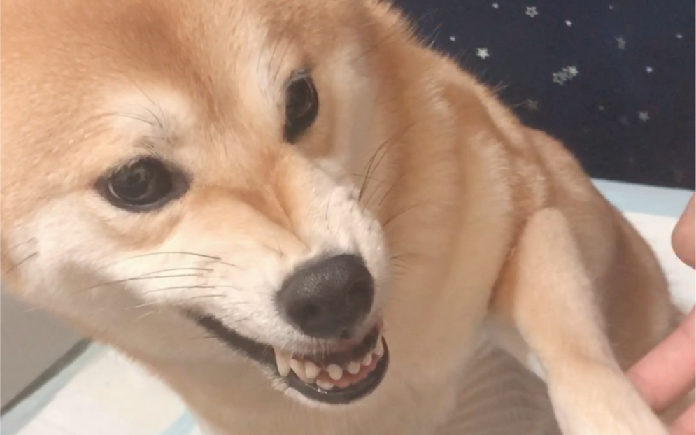 双标狗子在粑粑麻麻面前两副面孔