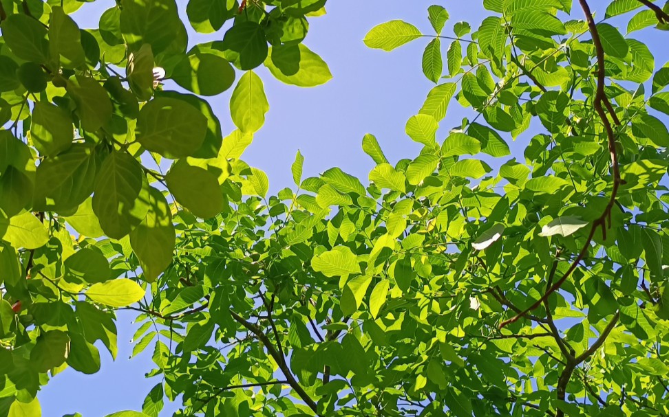 那年夏日,风吹过树梢