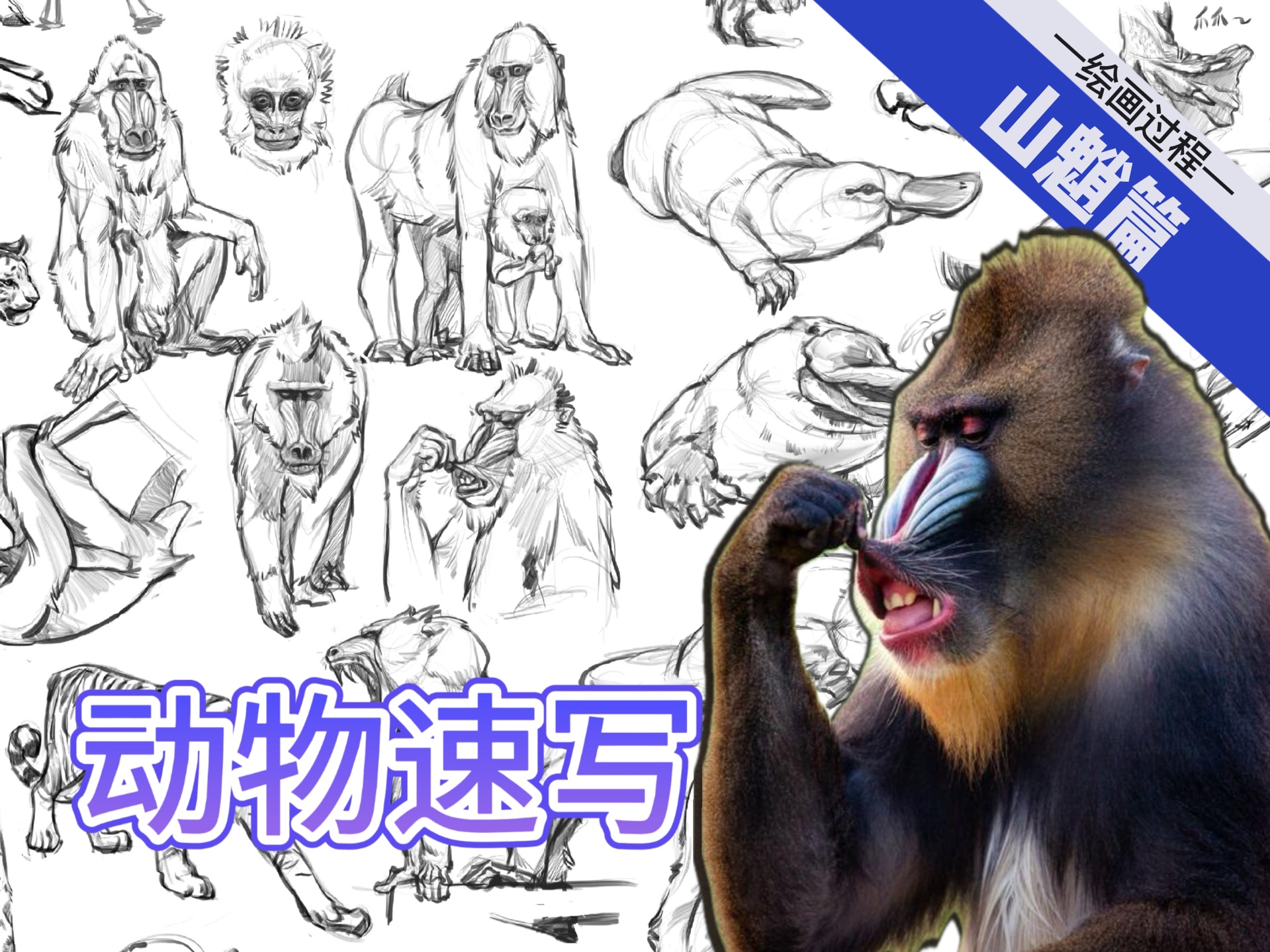 【动物速写绘画过程】山魈