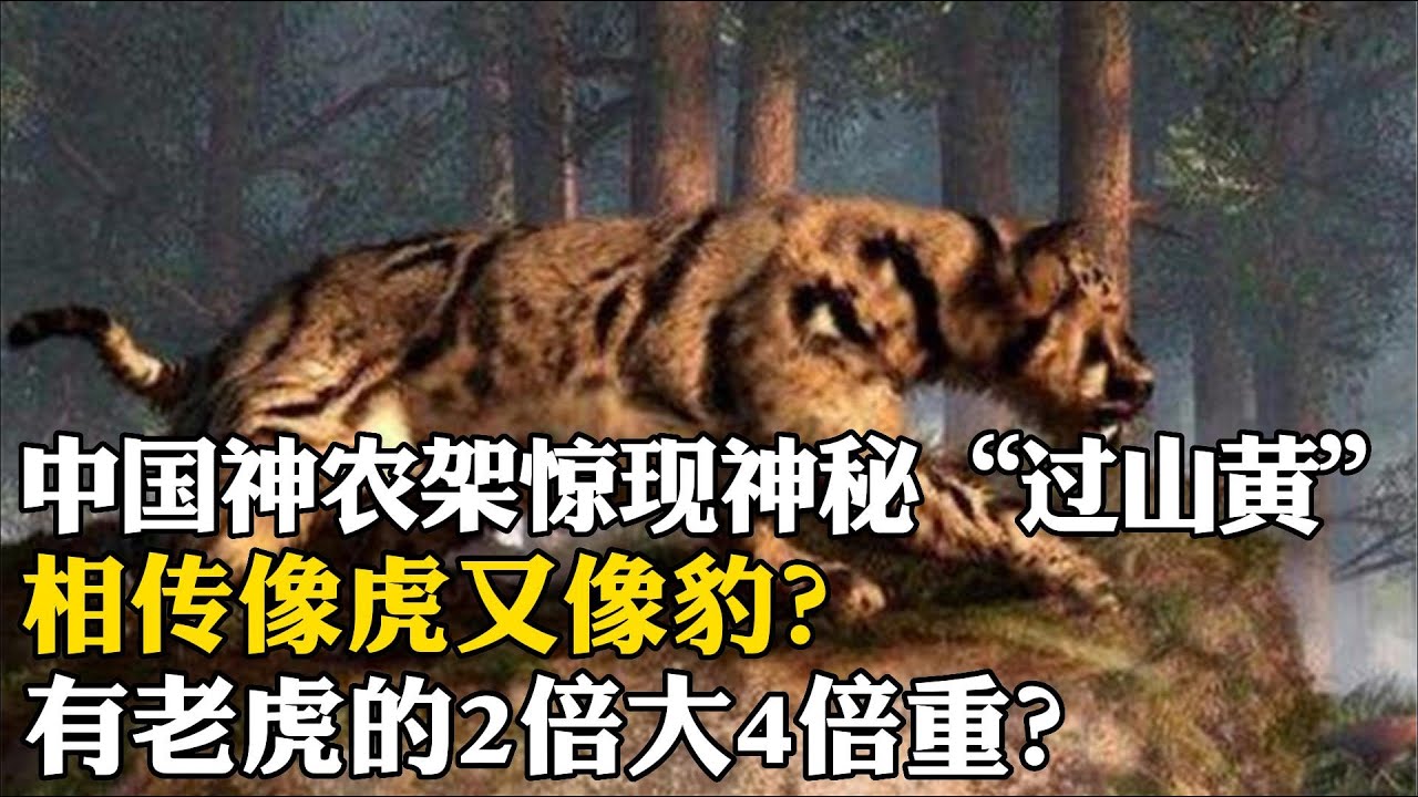 中国神农架惊现神秘"过山黄?相传像虎又像豹