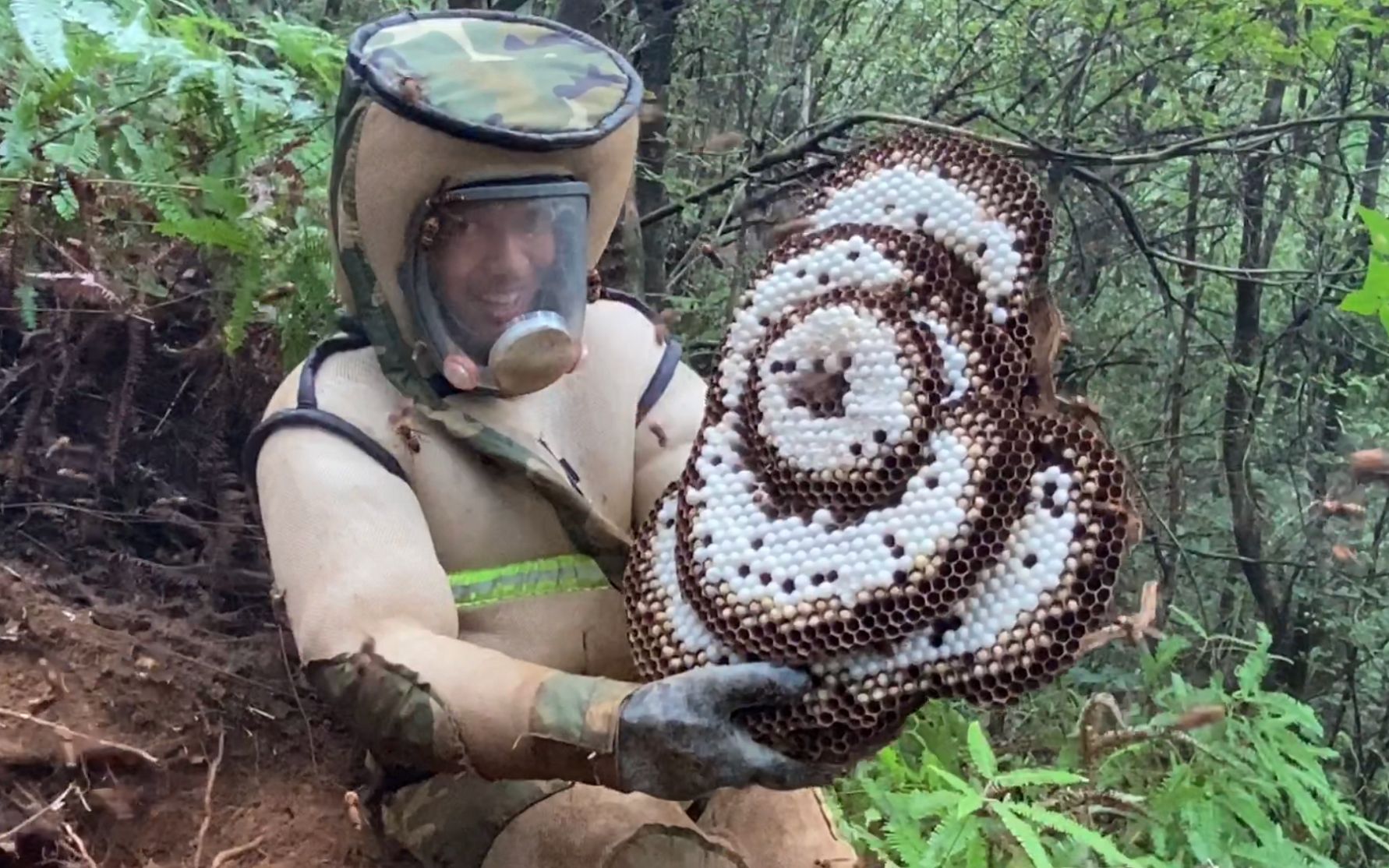 [图]世界五大毒蜂之一的虎头蜂在子威家蜂场肆虐，历时两天跋山涉水，终于找到今年最大的双洞蜂窝群