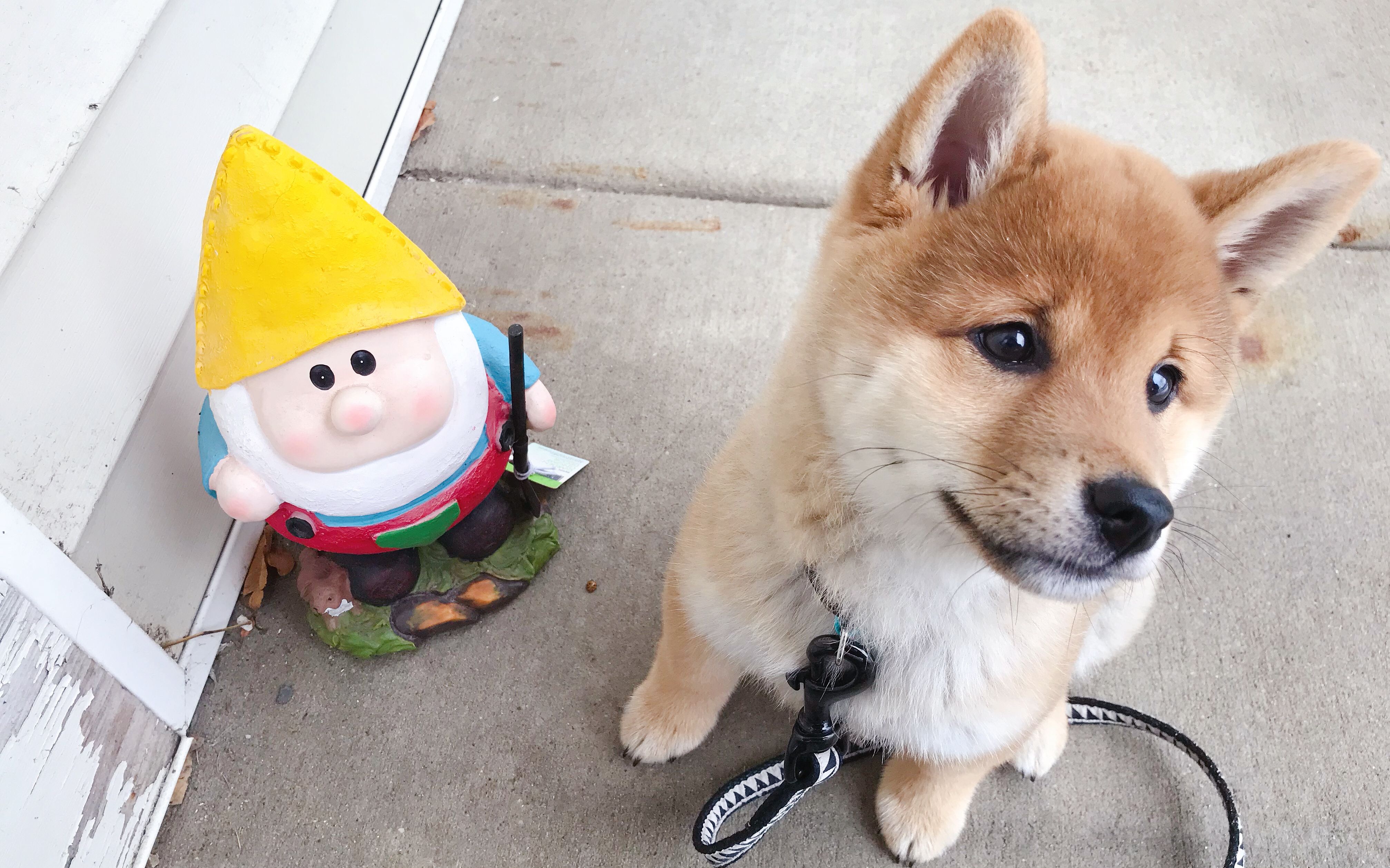 柴犬宝宝moko成长日记,记录moko回家第一个月的点点滴滴