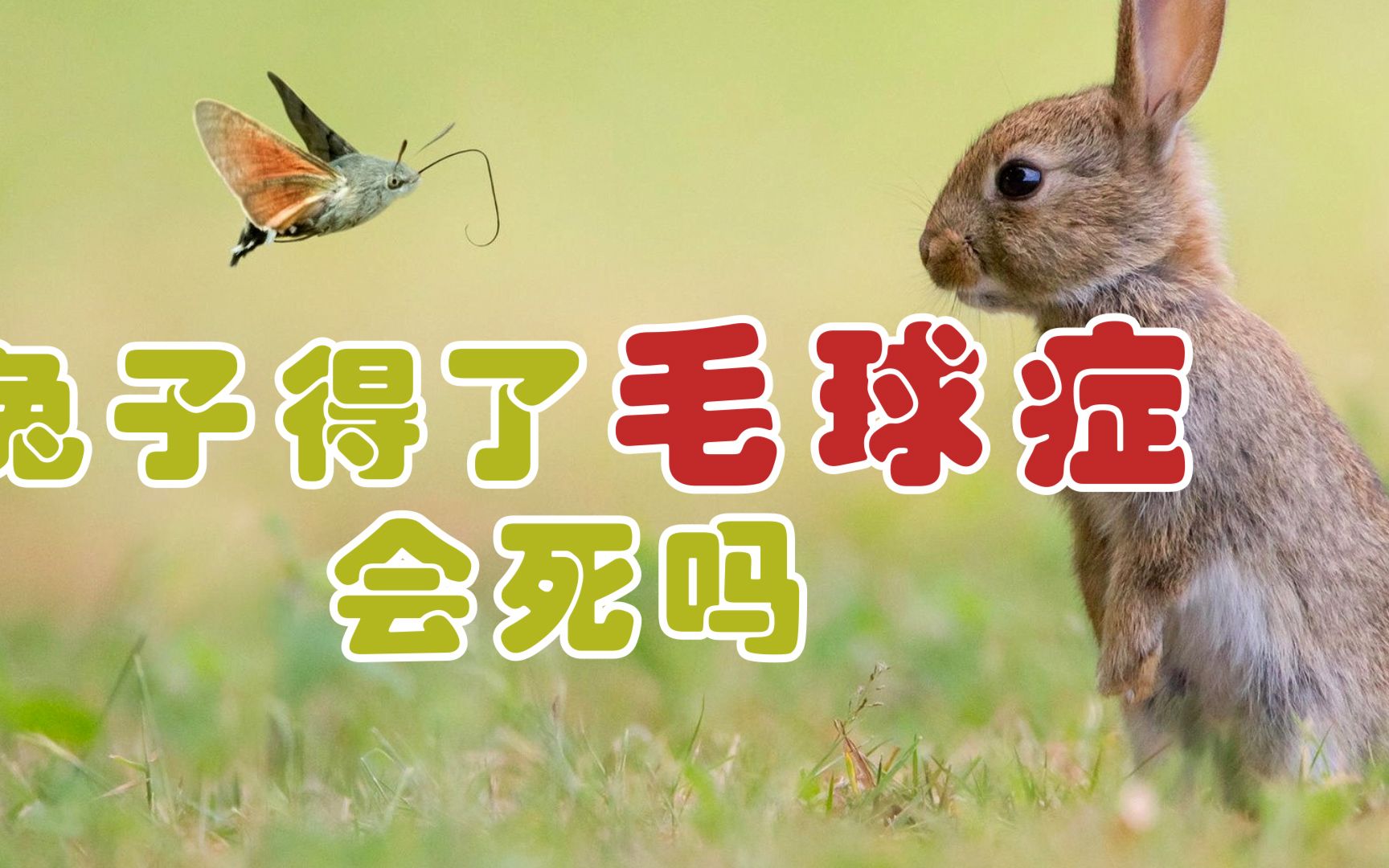兔子得了毛球症会死吗_哔哩哔哩_bilibili