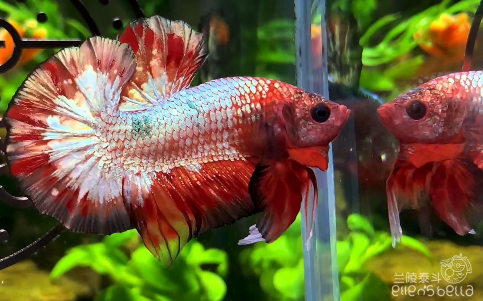 当炫彩金铜遇上血斑 金粉反射虹膜真是百看不厌 【泰国斗鱼】【将军