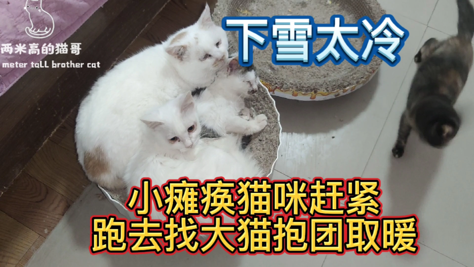 下雪太冷,小瘫痪猫咪赶紧跑去找大猫抱团取暖哔哩哔哩bilibili