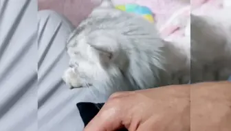心太累 得了猫瘟就扔了吧