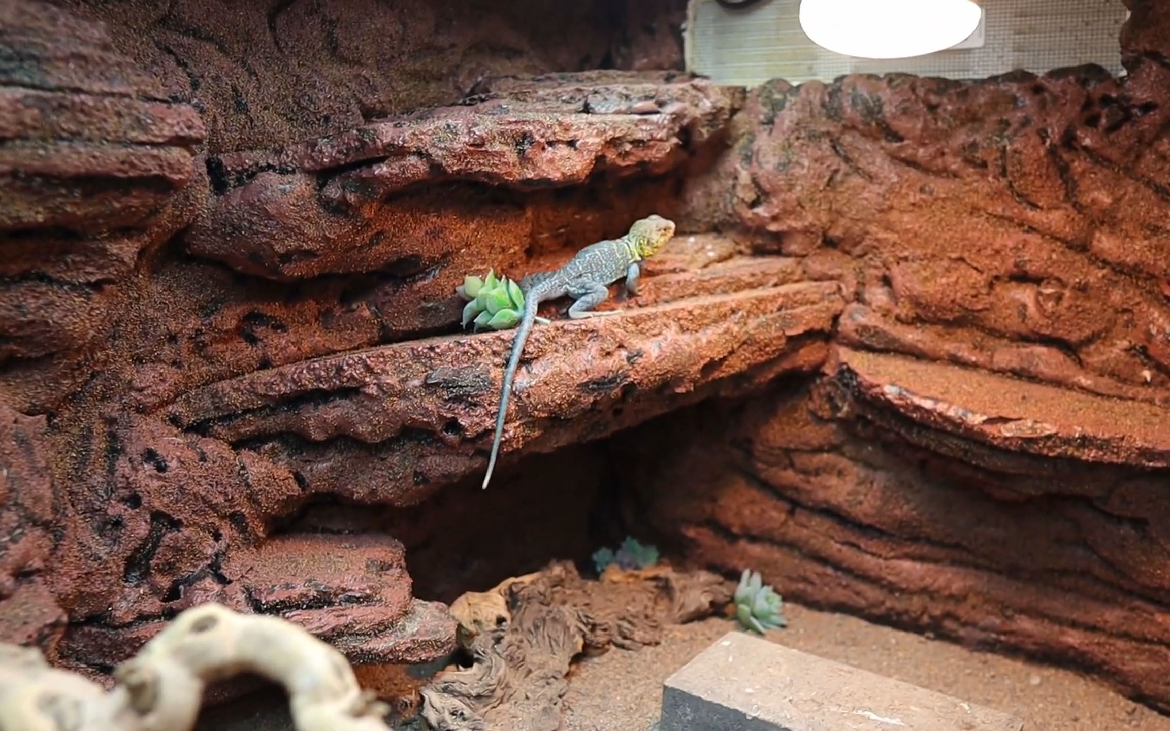 如何为环颈蜥搭建沙漠风格的生态环境(二)