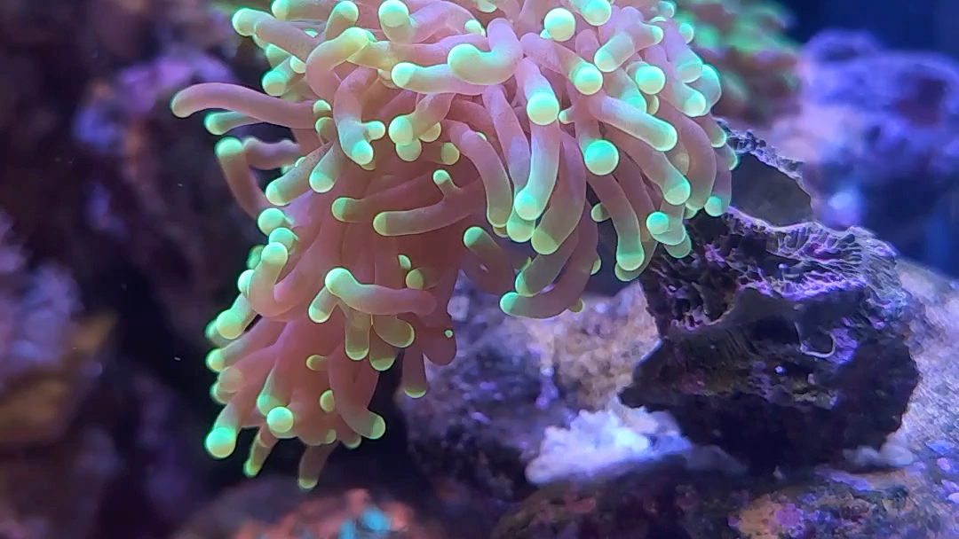 新手珊瑚第一个是越南火柴第二第三个都是澳洲茉莉价格低成活率高因为