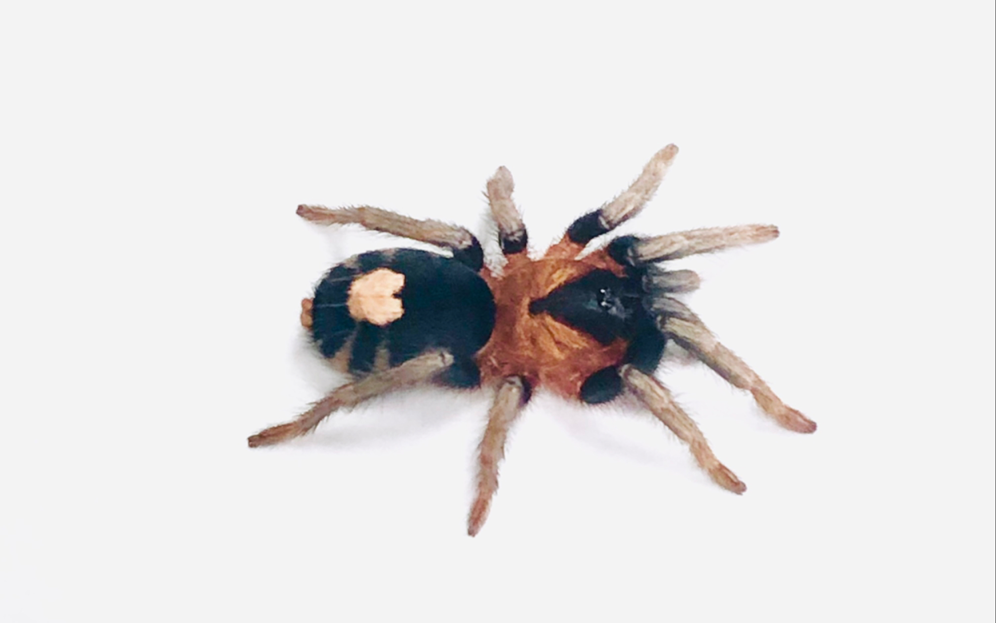 开箱〗千里达侏儒老虎尾蜘蛛_哔哩哔哩_bilibili