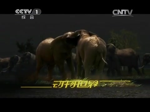 CCTV动物世界恐龙图片