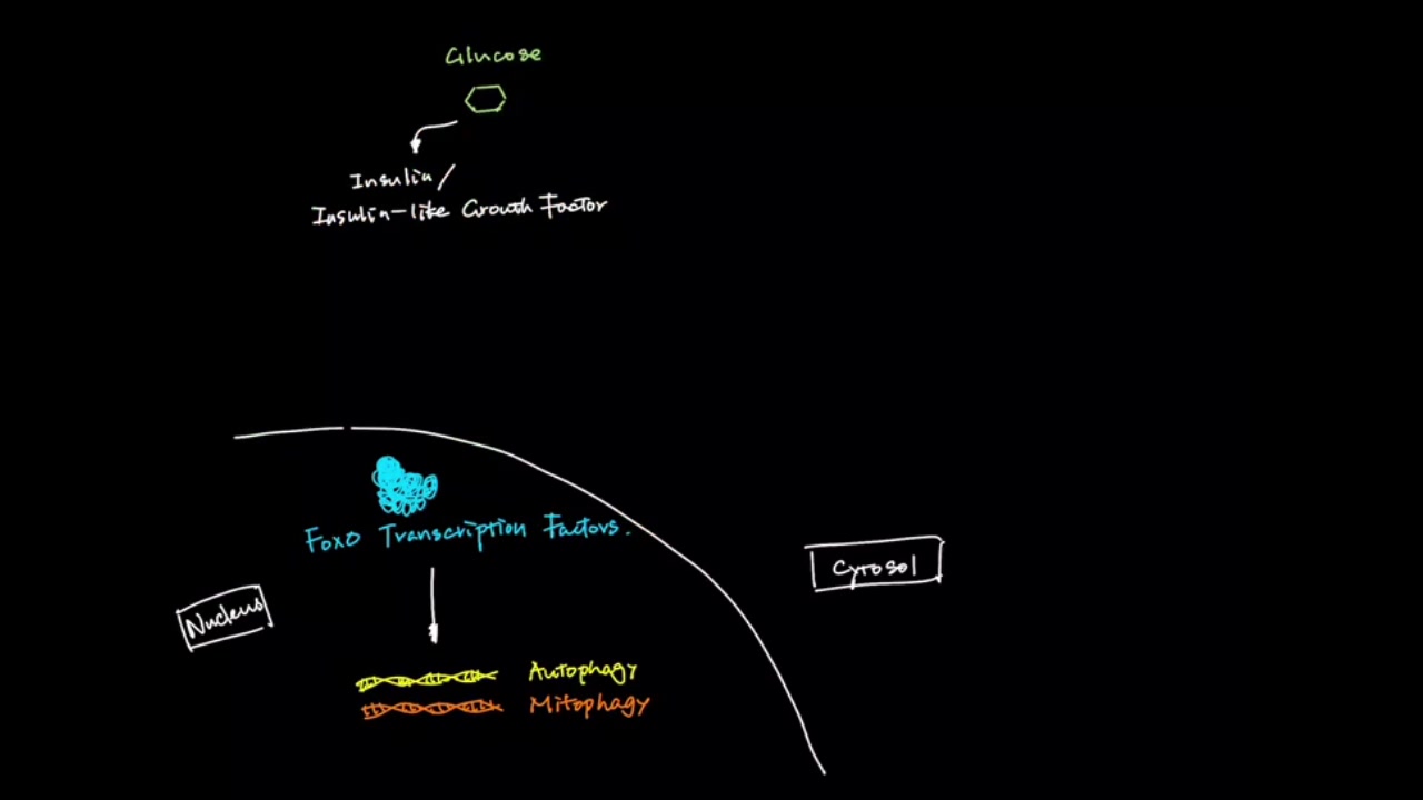 [图]FoxO involved pathway in dietary restriction mechanism and its relation to aging