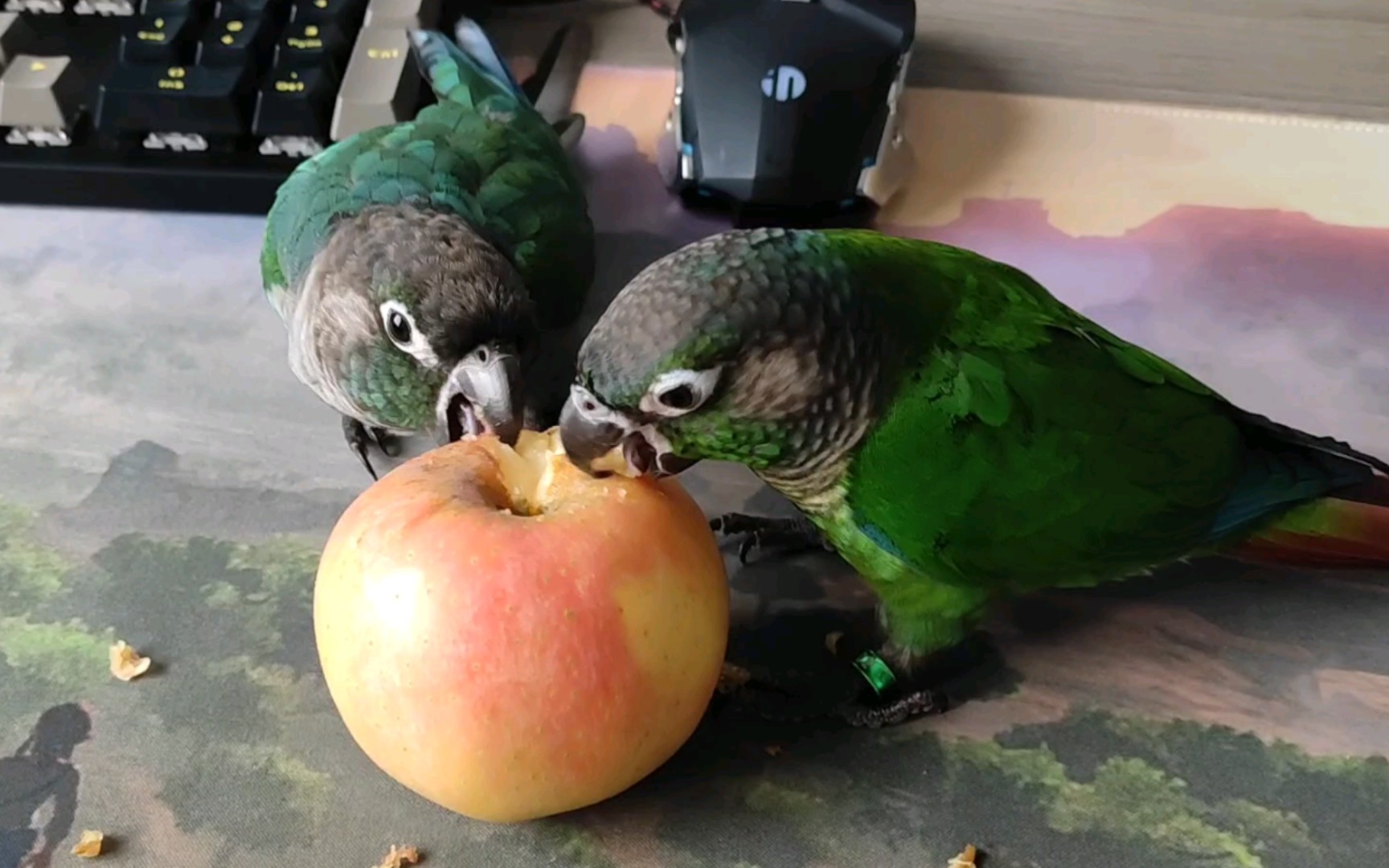 鹦鹉吃播:家里两只小可爱吃苹果,真香!