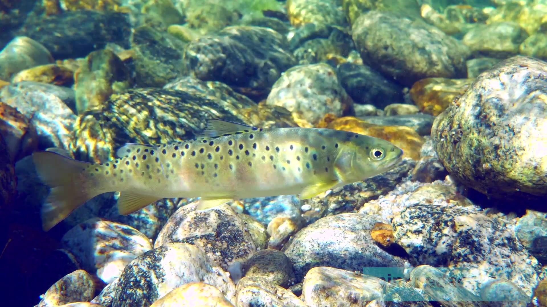 (道长原创)--膘肥体壮细鳞鲑