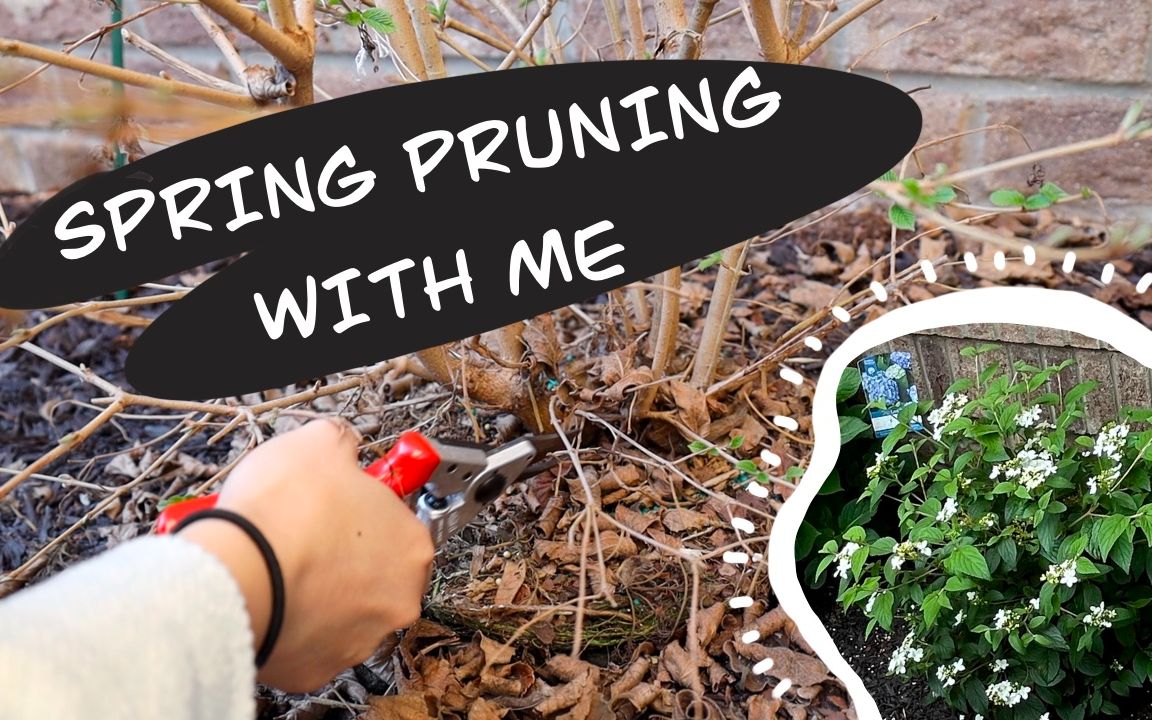 【Let's Garden Together】#024 l Spring Pruning with Me 跟我一起来修剪荚蒾吧~哔哩哔哩bilibili