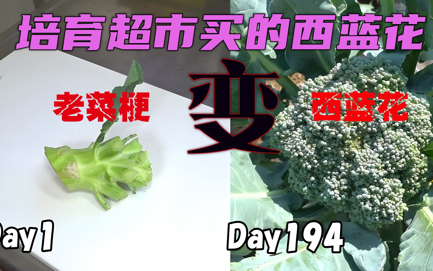 [图]沉浸式种西蓝花 194天将没吃完的老菜梗种出鲜花菜 超有趣超解压