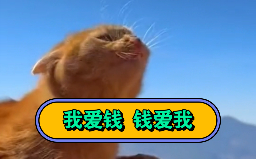 喵:我爱钱 钱爱我,钱从四面八方来