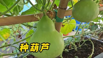 千万别敲开葫芦取出里面的种子种在土里，要不然它就会...