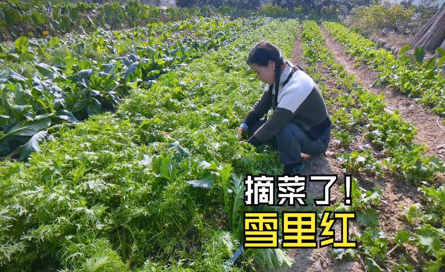 卖菜摘菜打包连轴转,白菜、雪里红摘一袋,现摘现发顺丰到家!哔哩哔哩bilibili