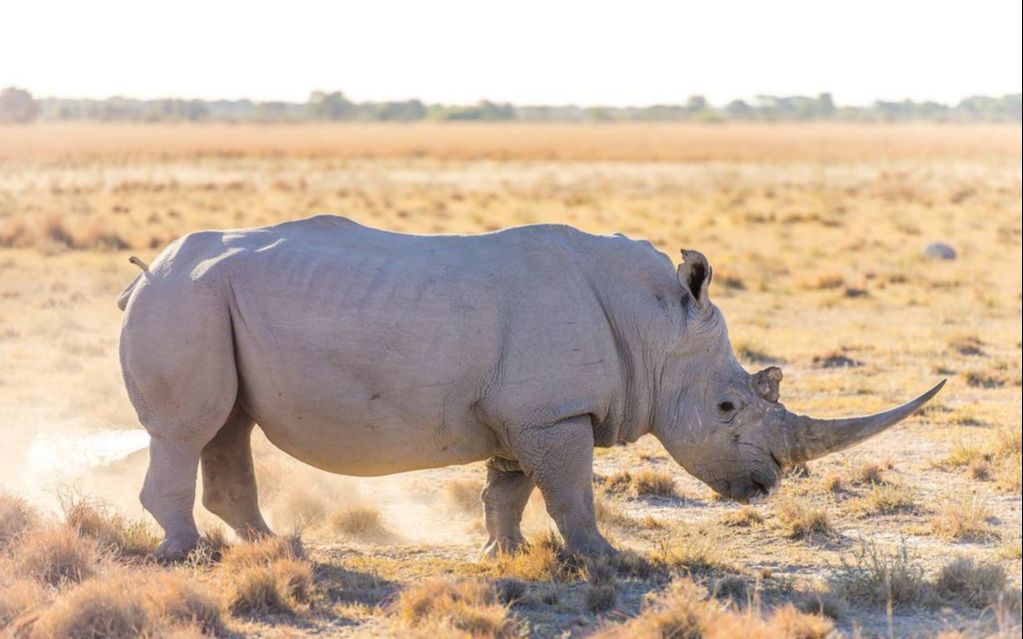 white rhinos eavesdrop to know whos who