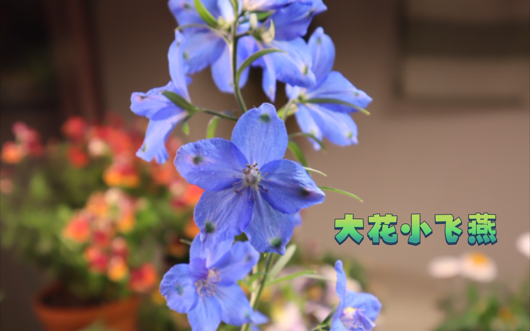 大花小飞燕