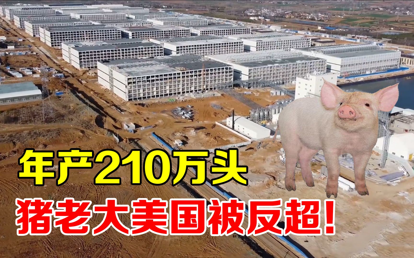 美国“猪老大”位置不保?中国建世界最大养猪场,年产210万头!哔哩哔哩bilibili