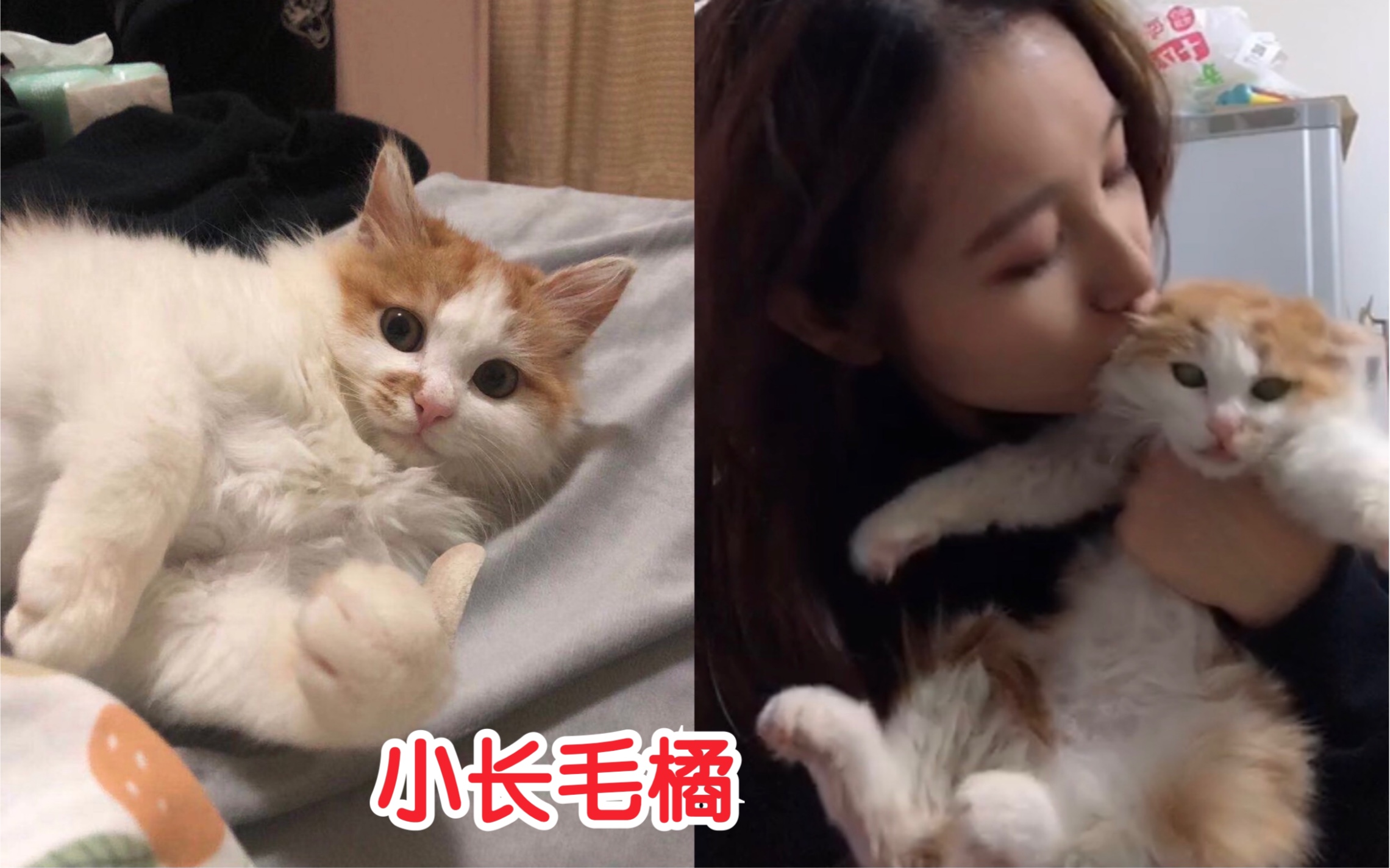 【科大猫咪】流浪小橘猫被领养后变得有多美?哔哩哔哩bilibili