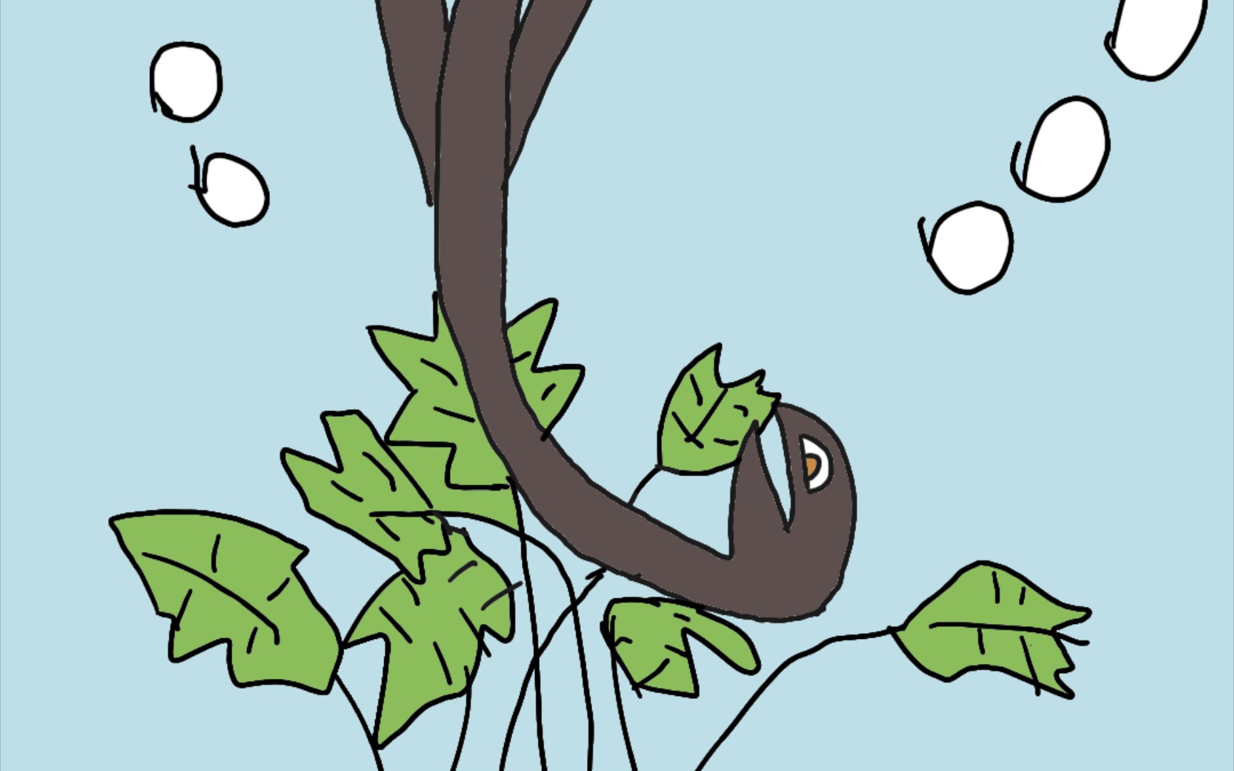 加拿大电鳗介绍