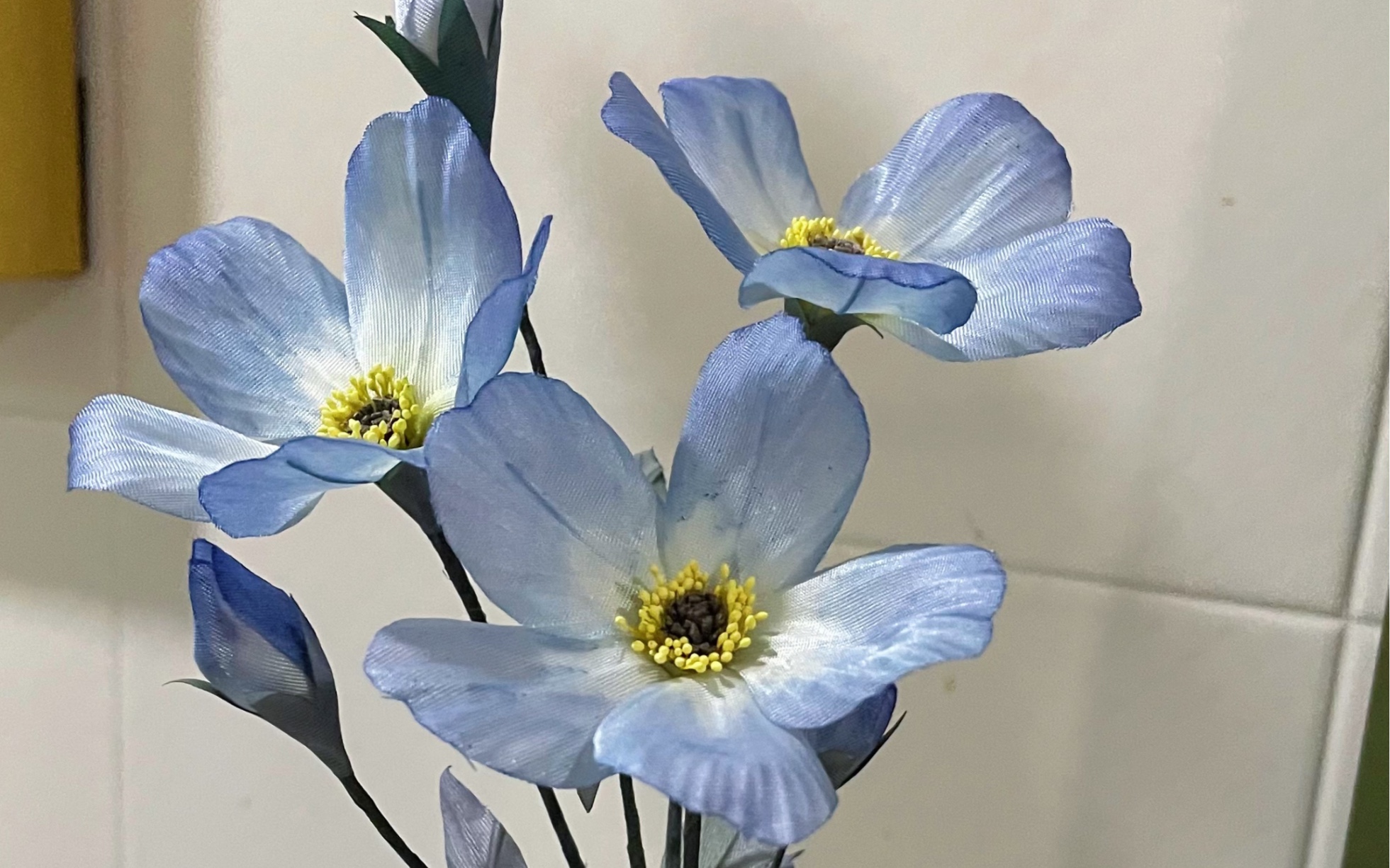 猎人小姐,这是你的星辰花吗?星辰花手工烫花