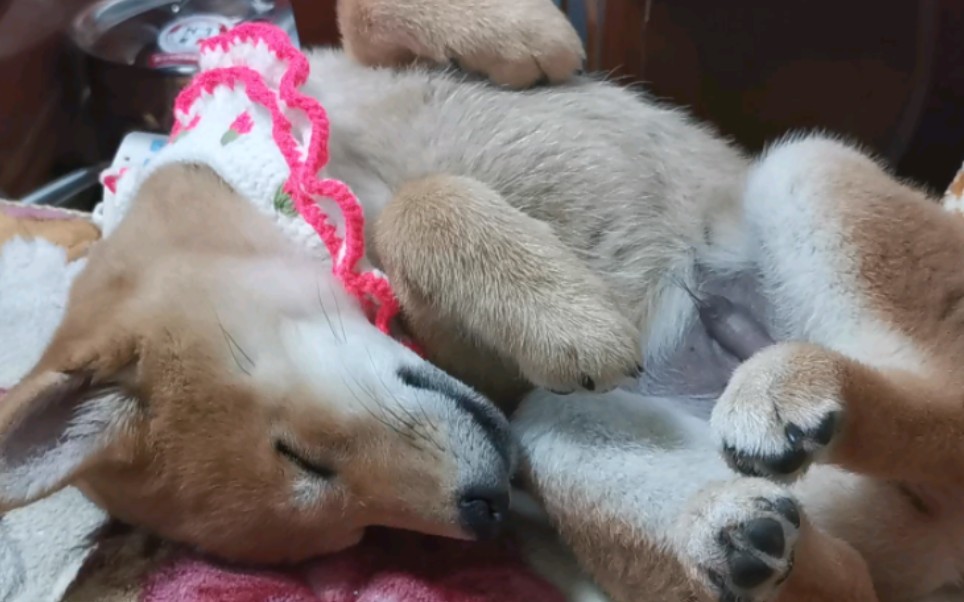 一个小奶狗睡觉的视频可爱