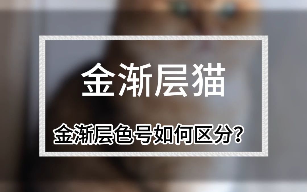 好看的金渐层怎么挑?金渐层多少钱一只?哔哩哔哩bilibili