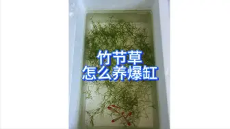 Video herunterladen: 竹节草的养殖方法，竹节草怎么养爆缸？