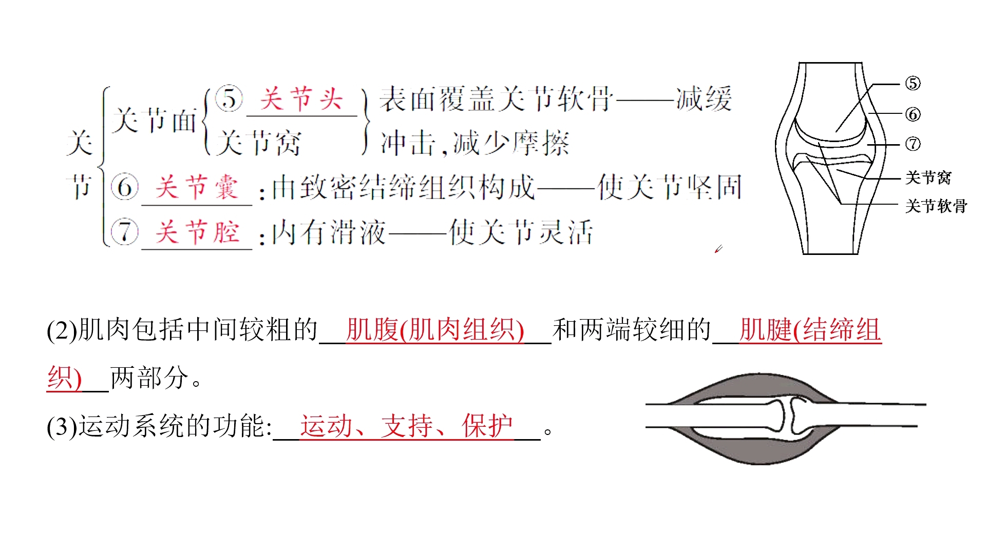 第17课时,考点1:动物的运动(初中生物)(骨骼,骨骼肌,关节的结构,肱二头肌,肱三头肌)哔哩哔哩bilibili