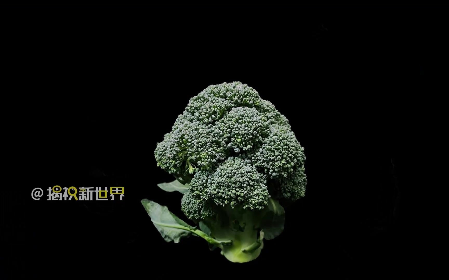看看西兰花放大是怎么样吧!#创意摄影#微观摄影