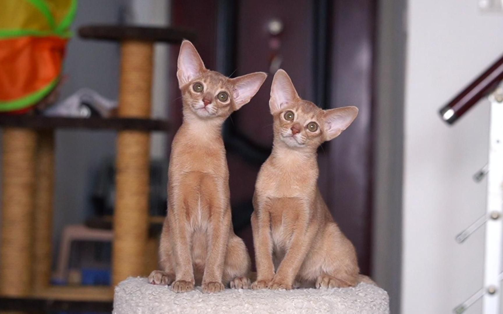 两只很可爱的小鹿色阿比西尼亚猫_哔哩哔哩_bilibili