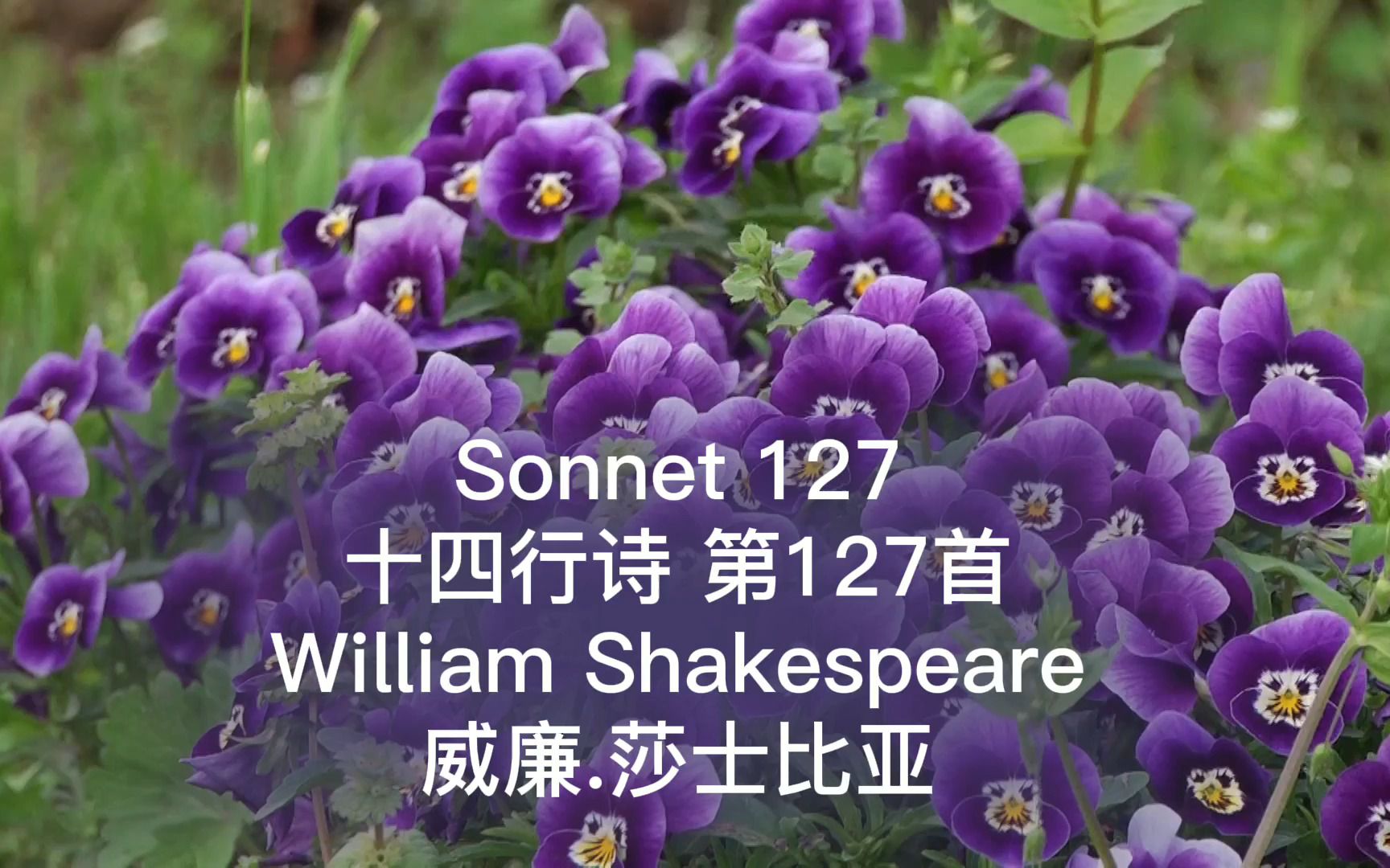 sonnet127十四行詩第127首莎士比亞