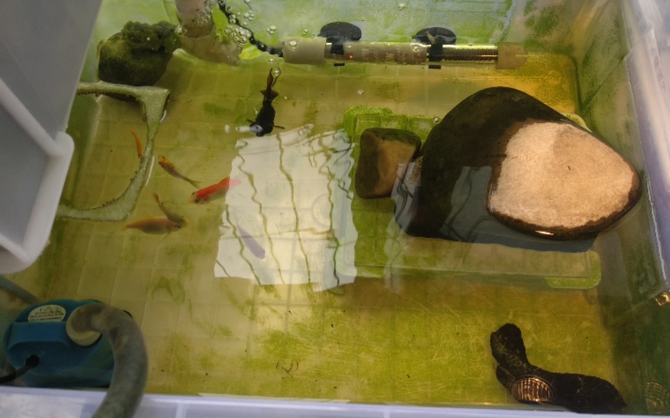 高中生自制沼泽过滤龟缸