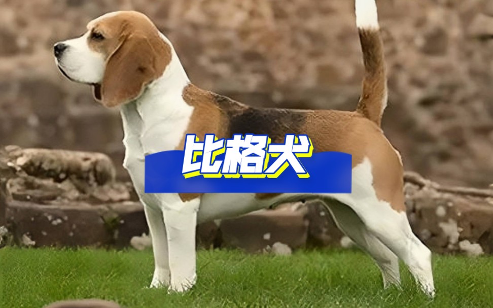 比格犬,犬种解析哔哩哔哩bilibili