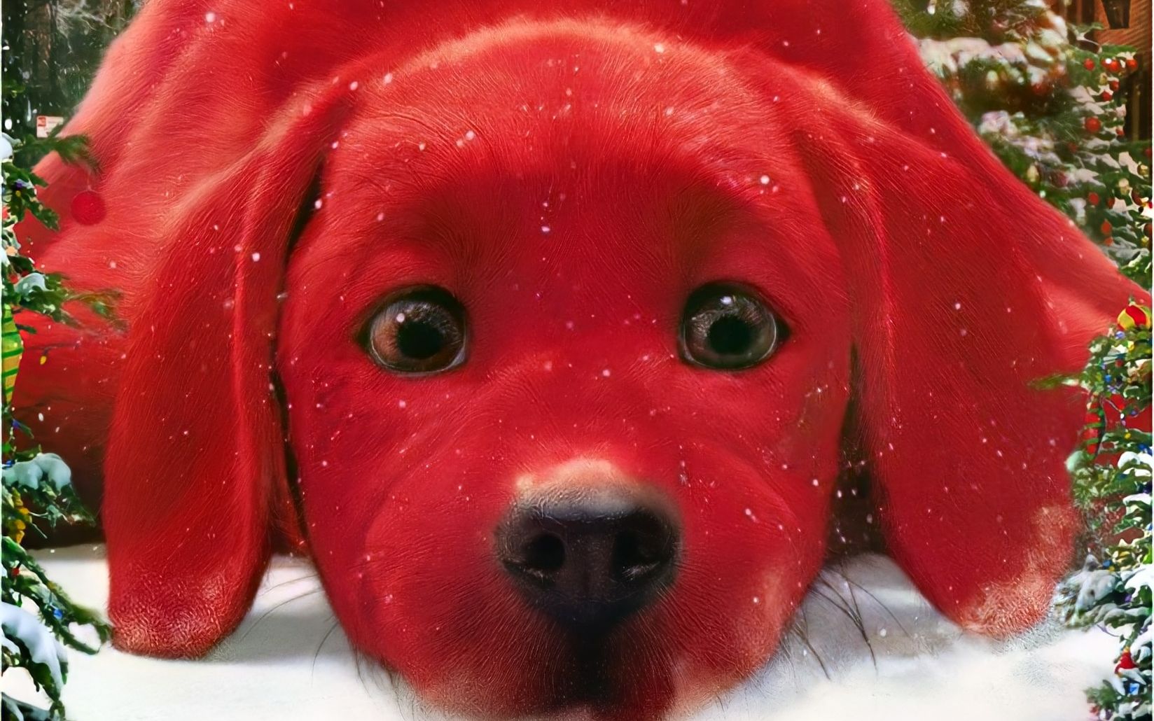 活动  咖喱哥讲电影《大红狗克里弗》世界上最大的拉布拉多 这是真的