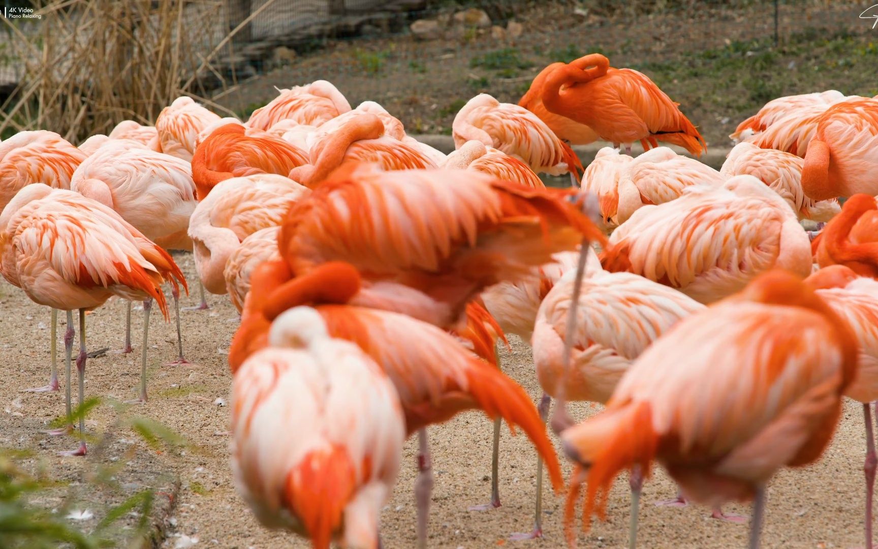 4k hdr 60fps dolby vision with animal sounds (colorfully dynamic