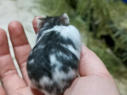 一线坎贝尔仓鼠奶牛妹妹待领