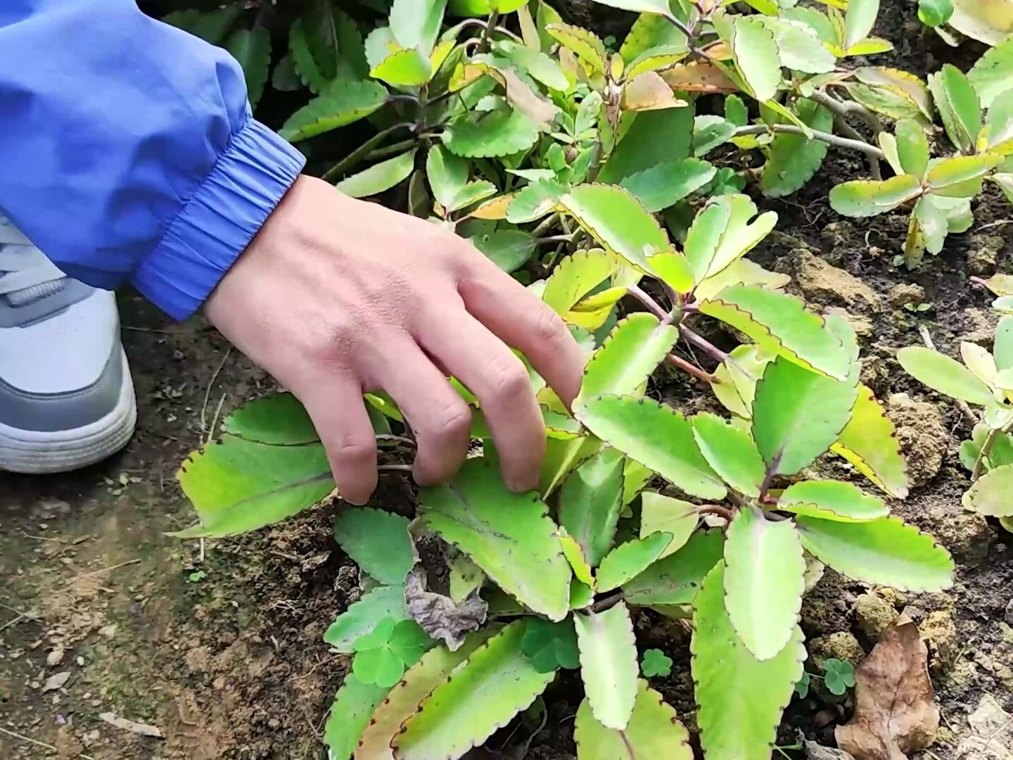 落地生根的繁殖方式图片