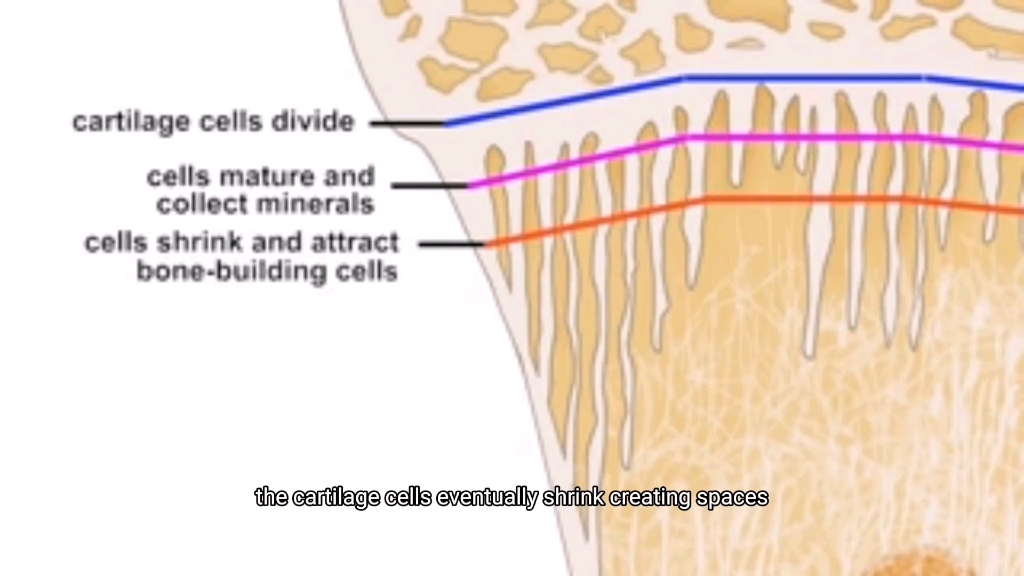学习骨骺、骨髓和骨单位生长中的作用哔哩哔哩bilibili