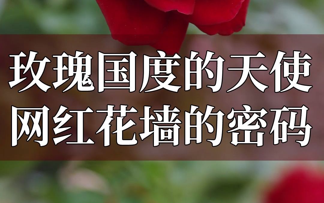 【惠惠的花园】玫瑰国度的天使,让你掌握网红花墙的密码!哔哩哔哩bilibili